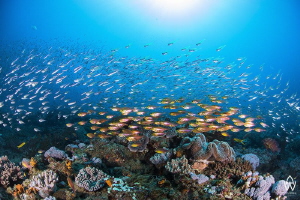 "Silver & Gold"

Beauty & Youth surround the reefs this... by Allen Walker 